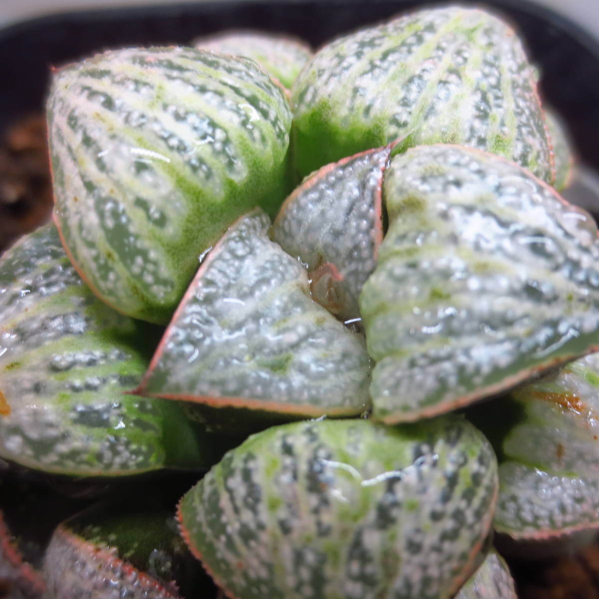 ３６．オードリーｘDeepRed実生　実生未繁殖　多肉植物　ハオルチア ハオルシア _3