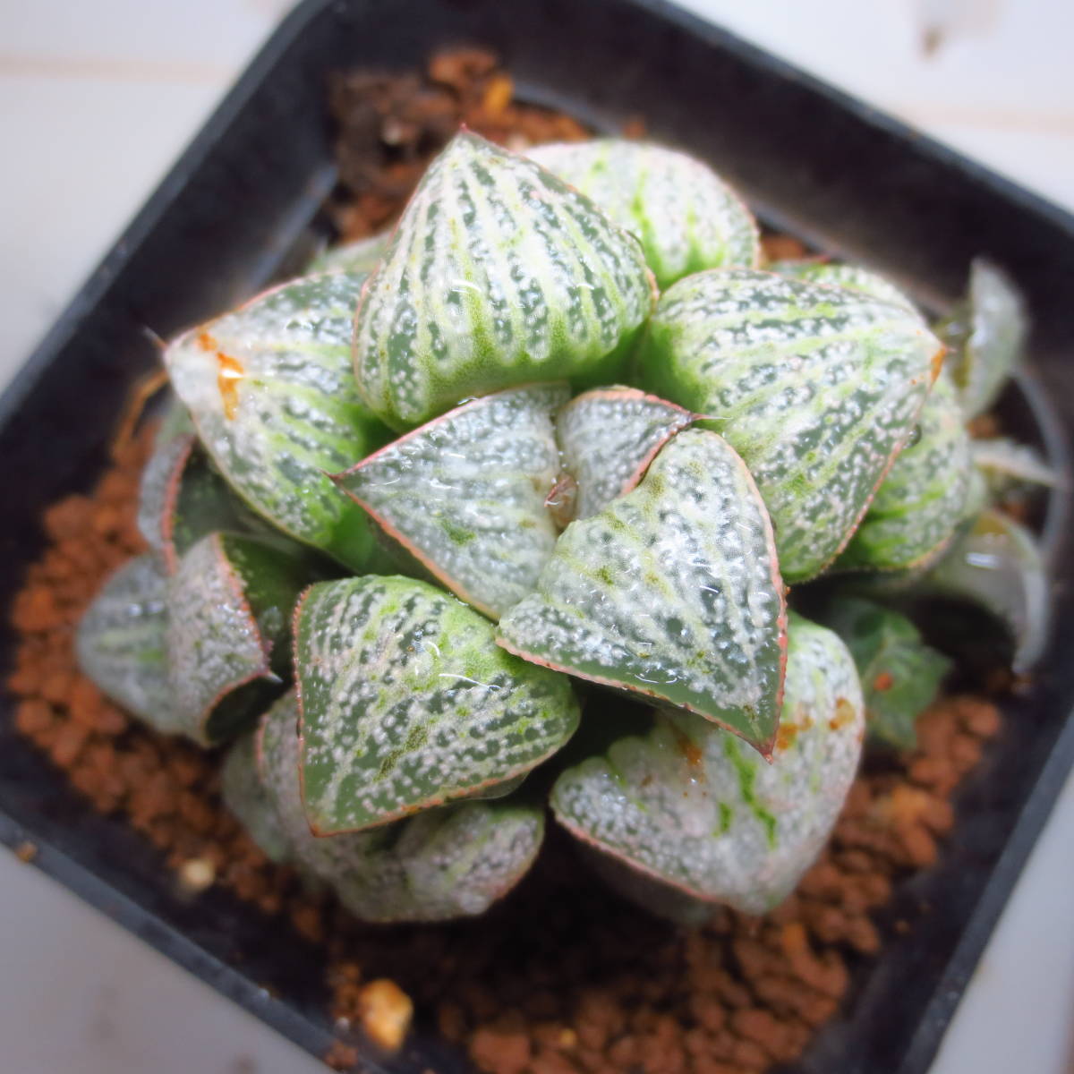 ３６．オードリーｘDeepRed実生　実生未繁殖　多肉植物　ハオルチア ハオルシア _4