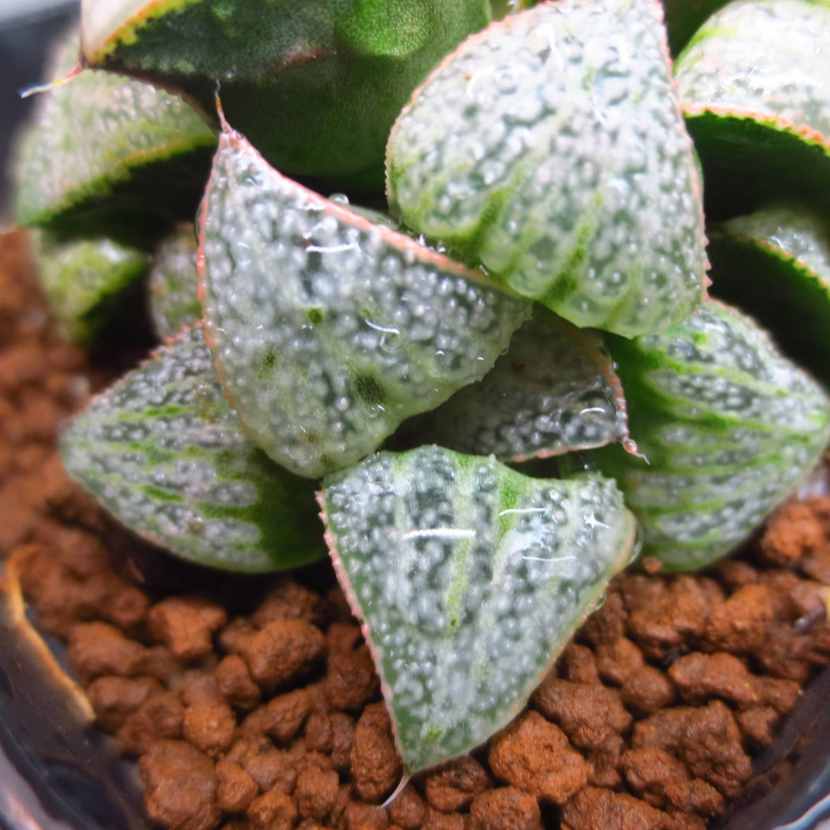 ３６．オードリーｘDeepRed実生　実生未繁殖　多肉植物　ハオルチア ハオルシア _5