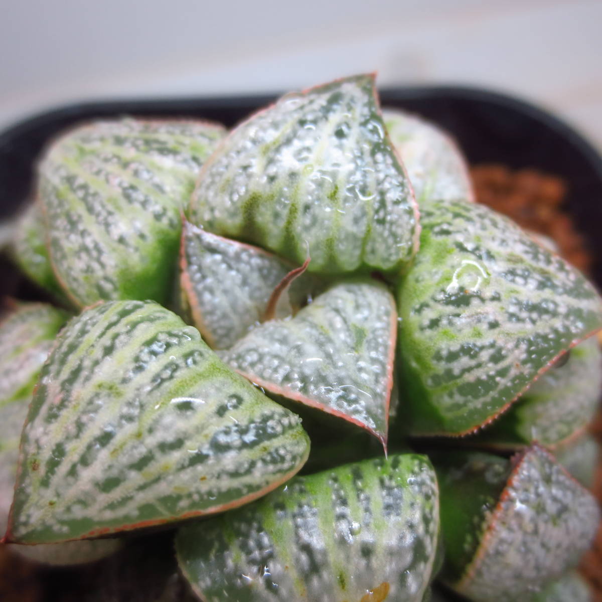 ３６．オードリーｘDeepRed実生　実生未繁殖　多肉植物　ハオルチア ハオルシア _6