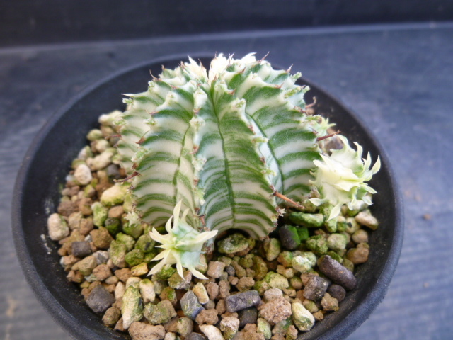 ユーフォルビ、ホリダ錦 カキ子自根 観葉植物