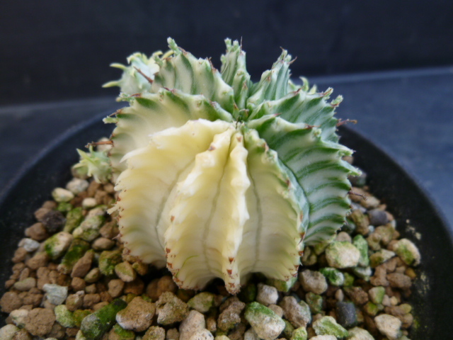ユーフォルビ、ホリダ錦 カキ子自根 観葉植物