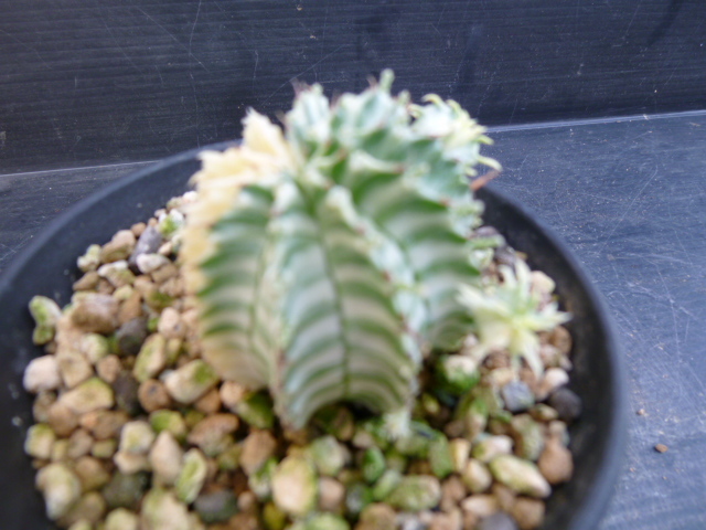 ユーフォルビ、ホリダ錦 カキ子自根 観葉植物