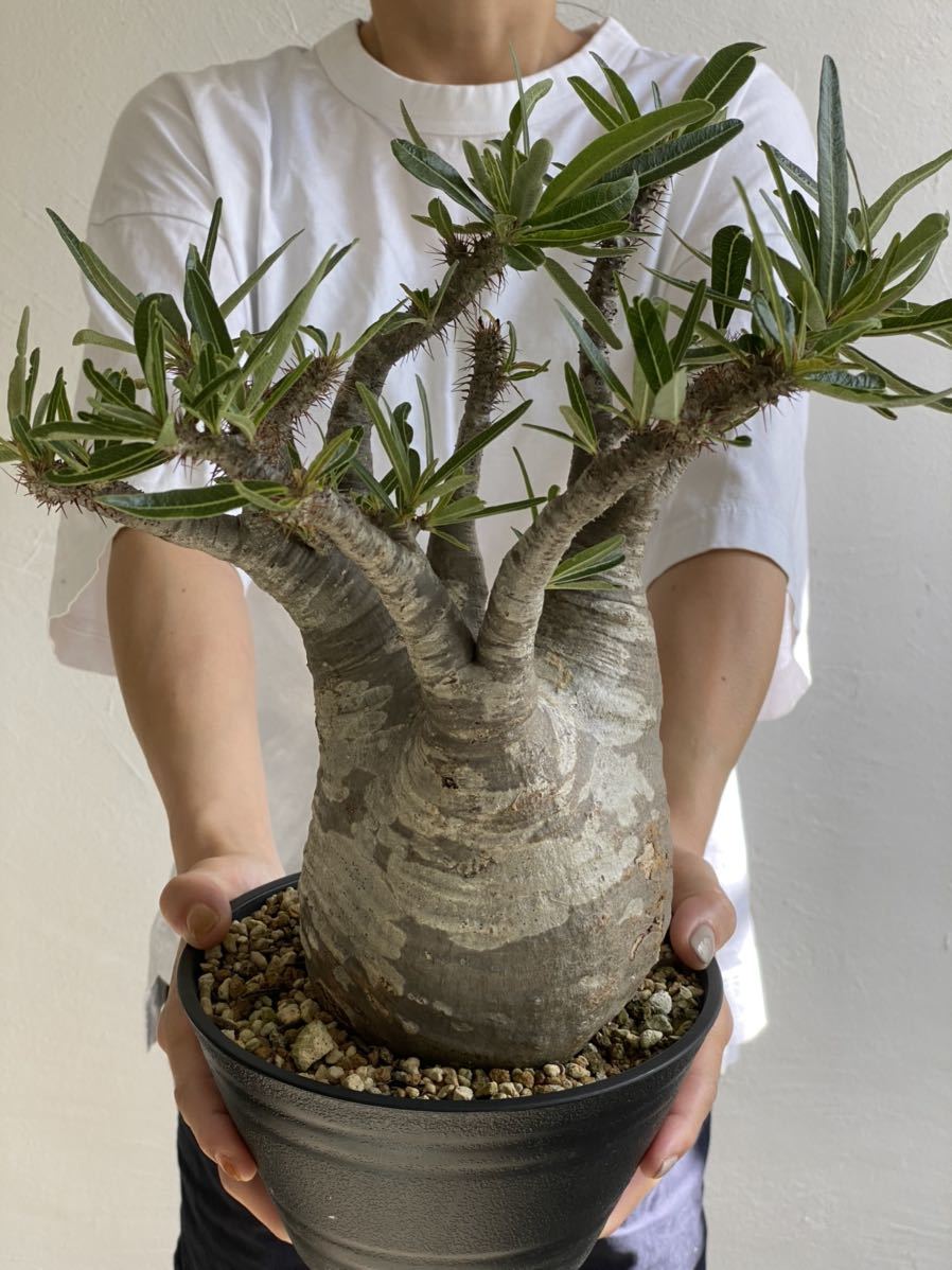 大株】パキポディウム グラキリス 【公式通販】