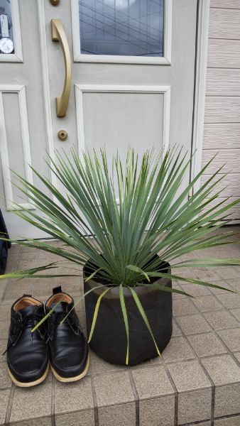 観葉植物 a*a様 国内実生株 シルバーブルー 青白いユッカ ロストラータ