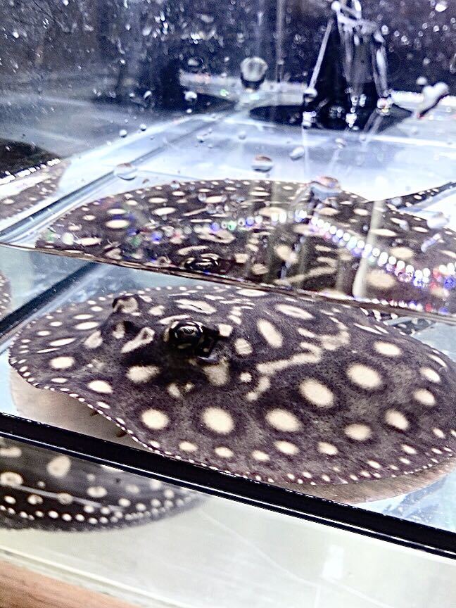 Yahoo!オークション - 「ダイヤモンドポルカ」その他 (淡水魚) の 品川 