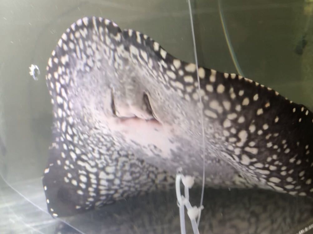 Yahoo!オークション - 「ダイヤモンドポルカ」その他 (淡水魚) の 品川 