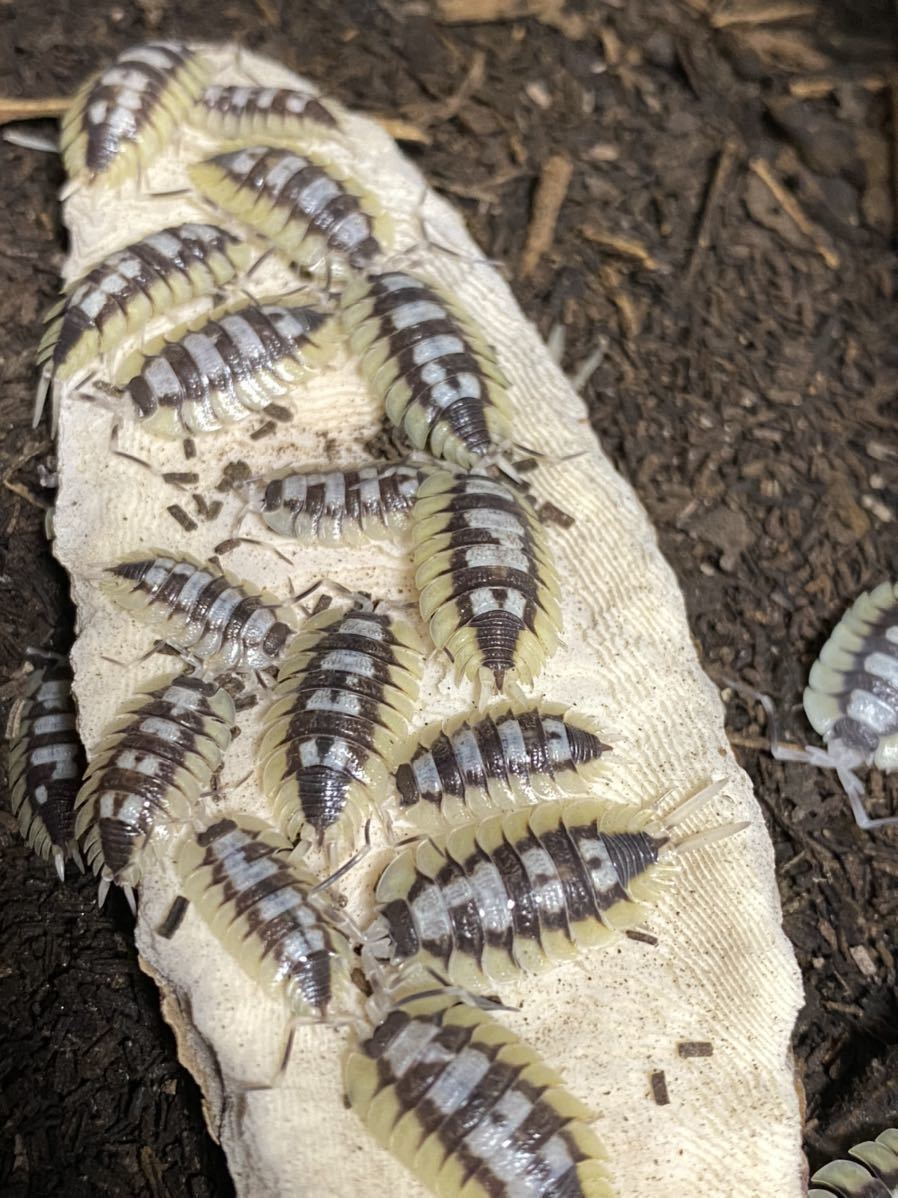 高品質，限定セール エキスパンサスフチゾリオオワラジムシ Porcellio expansus 5匹(その他)｜売買されたオークション情報、yahooの商品情報をアーカイブ公開 - オークファン その他