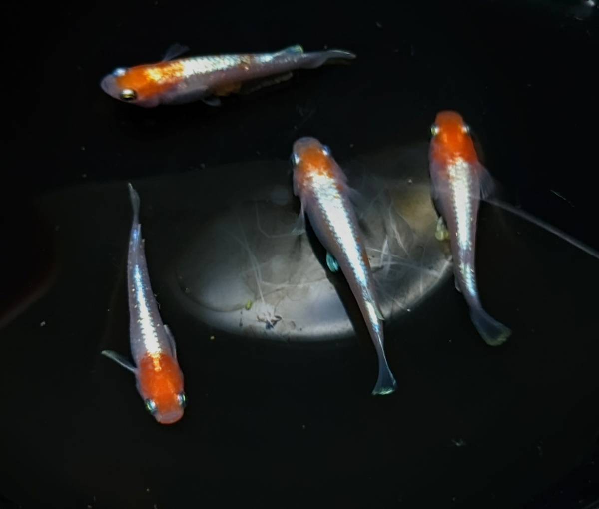 メダカ（寿）極上個体10匹プラスα…めだか