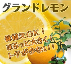 グランドレモンのヤフオク の相場 価格を見る ヤフオク のグランドレモンのオークション売買情報は5件が掲載されています