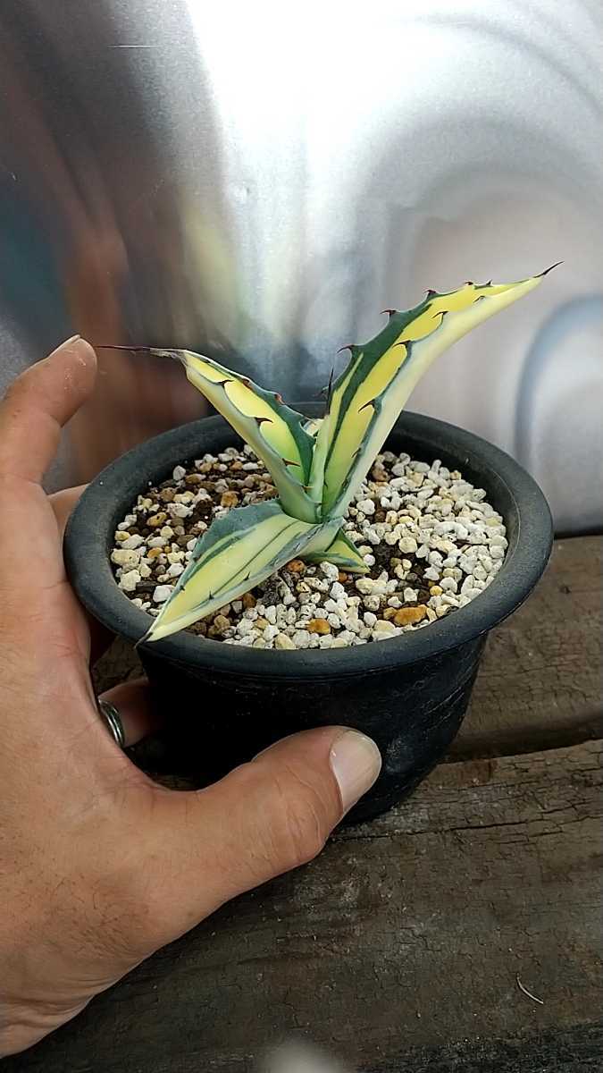 観葉植物 アガベ スカブラ 鮮明黄中斑