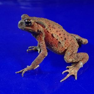 ヒキガエルの値段と価格推移は 491件の売買情報を集計したヒキガエルの価格や価値の推移データを公開