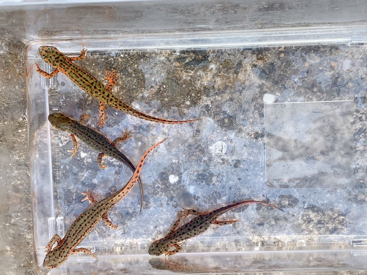 4匹! 強ストライプ 五島列島福江島産 アカハライモリ 2ペア イモリ 4匹! 強ストライプ 五島列島福江島産 アカハライモリ 2ペア イモリ