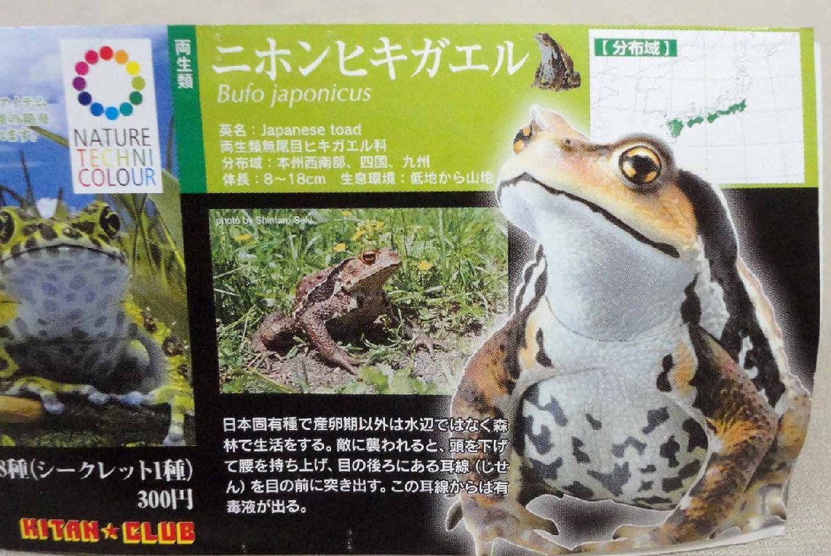 奇譚クラブ 日本のカエル ニホンヒキガエル 未使用 ネイチャー 