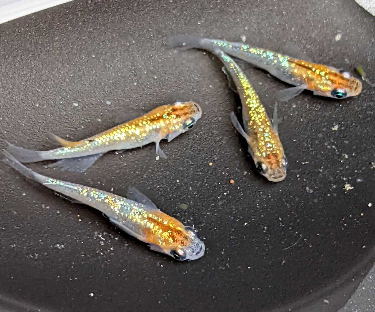 2ペア＋1 | 現物販売：メダカ「オーロラ黄ラメ夜煌ヘイキ ラメ王の 