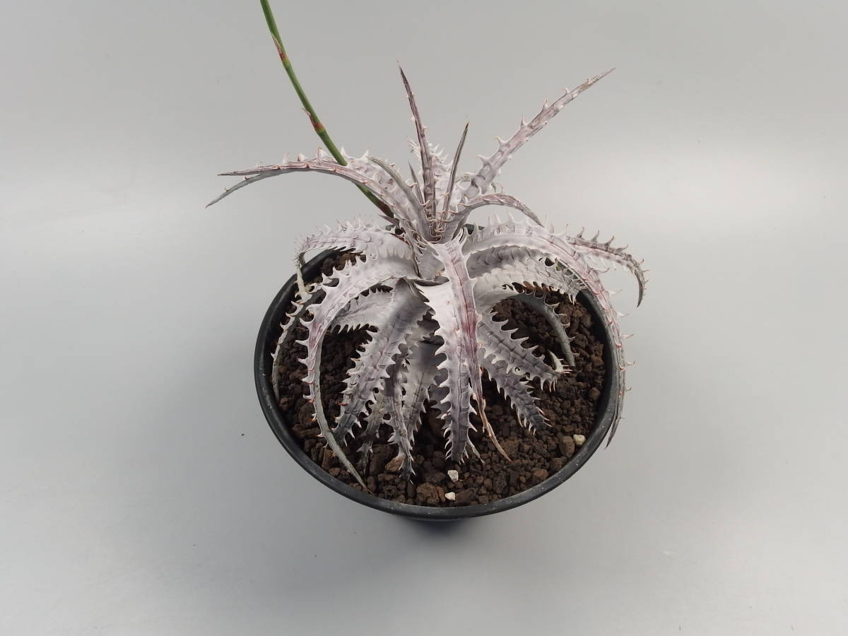 SALE，送料無料 SALE 2. ディッキア Dyckia goehringii var.lemei(アナナス)｜売買されたオークション情報、yahooの商品情報をアーカイブ公開 - オークファン アナナス