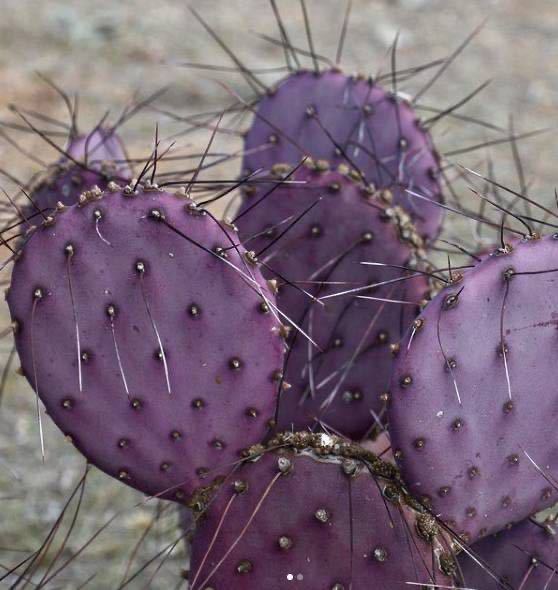 驚きの破格値，最新作 opuntia violacea var.santa rita オプンチア