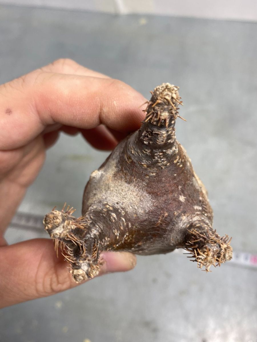 チ5471 「現地株」パキポディウム グラキリス S 抜き苗【発根