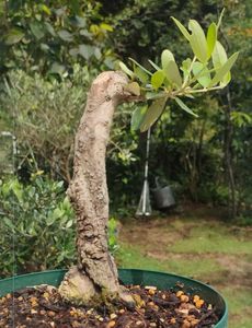 盆栽風 挿木 古木 オリーブ Onaparaguay Com