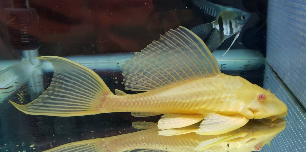 即決　アルビノセルフィンプレコ　①　１匹　約２３cm　ー追加や同梱ok!質問にてお伝え下さい一　一部地域は発送不可 