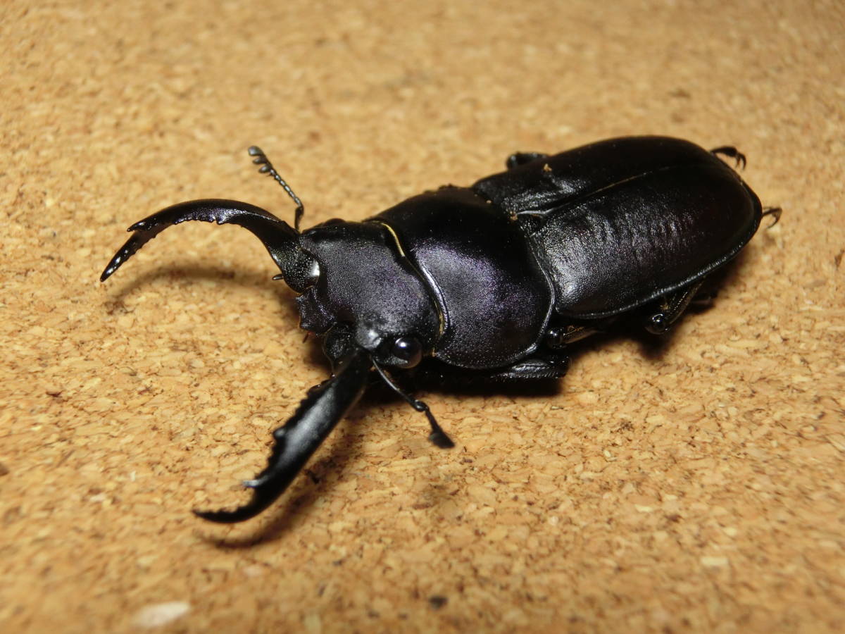 レア産地 特大アマミシカクワガタ 規制前 野外品 徳之島 多様なB品
