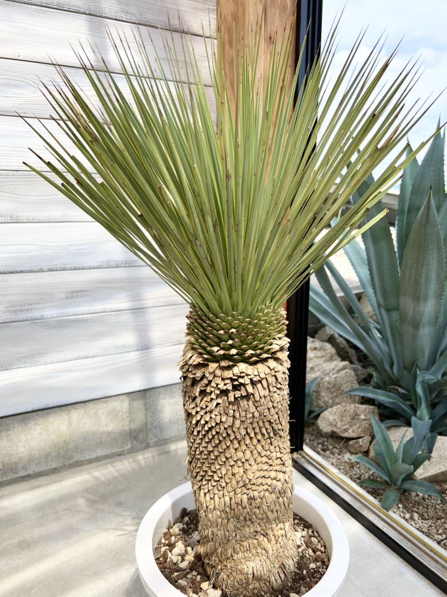 ユッカ rostrata ロストラータ | Yucca yucca ユッカ・ロストラータ