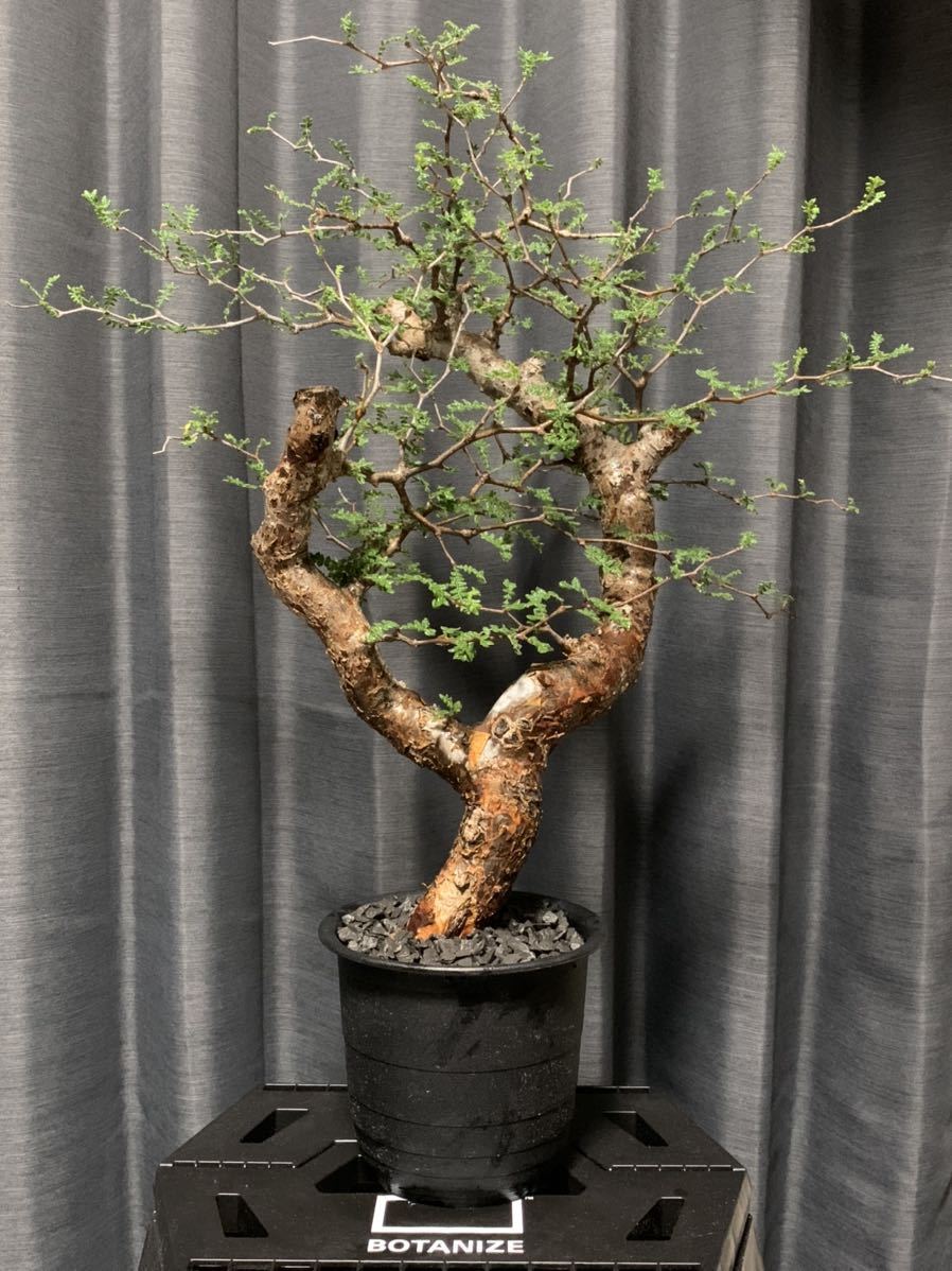 オペルクリカリアデカリー | STORES オペルクリカリアデカリー 国内実生4年