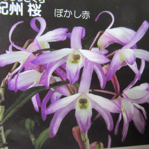 人気セール，安い 長生蘭 セッコク 紀州桜 大株(ラン)｜売買されたオークション情報、yahooの商品情報をアーカイブ公開 - オークファン ラン