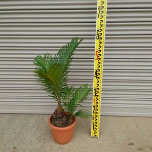 ワシントンヤシの値段と価格推移は 60件の売買情報を集計したワシントンヤシの価格や価値の推移データを公開