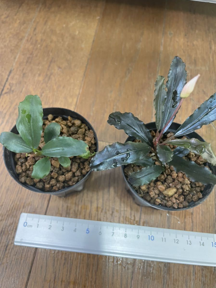 Bucephalandra セット販売1 ブセファランドラ Bucephalandra 2種セット 住まい、インテリア 水草