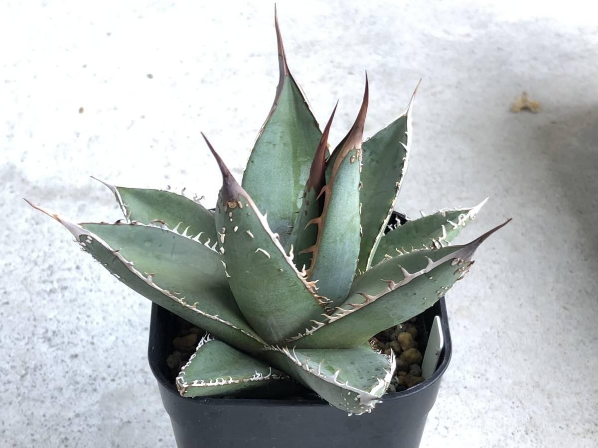 Agave アガベ パープソラム | Yahoo!オークション - KP006 実生