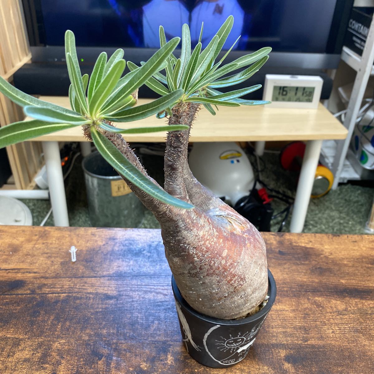 観葉植物 パキポディウムグラキリス現地球発根済