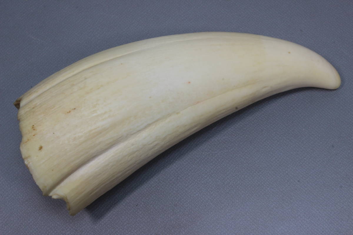 マッコウクジラの歯　根付け　印材 マッコウクジラの歯 根付け 印材 マッコウクジラの歯 根付け 印材