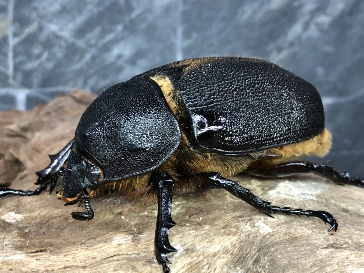 サタンオオカブト♂98 単品 ② 新成虫 サタンオオカブト ♂68単品 未