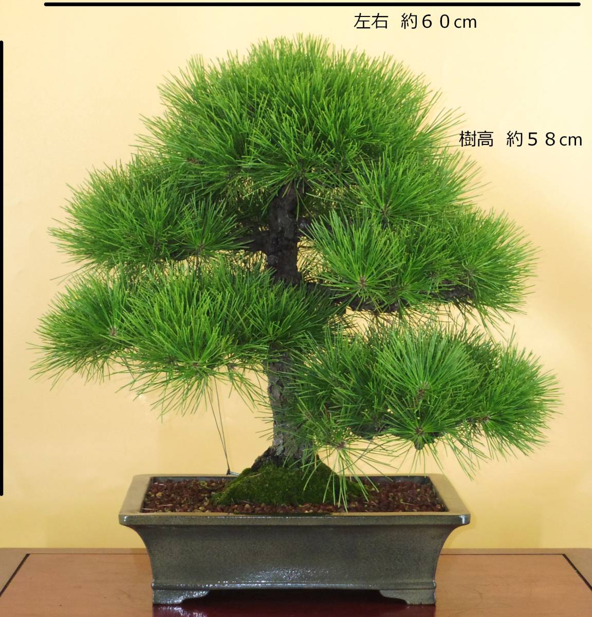 盆栽屋大和】真柏 中品盆栽 即鑑賞可 取りに来れる方大歓迎 自社配送も可