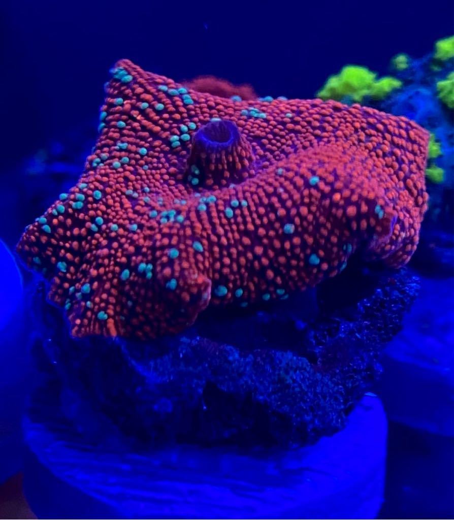 Coral Sea Japan ヘアリーディスク グリーン×パープル B 別槽右下 美
