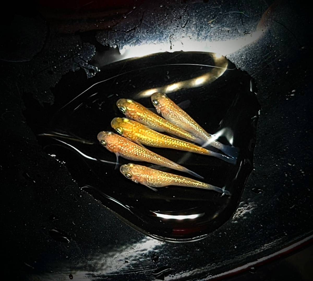 ☆初出品個体☆ 蜜柑めだか、蜜柑メダカ2ペア+♀ 【検索用】 夜桜 