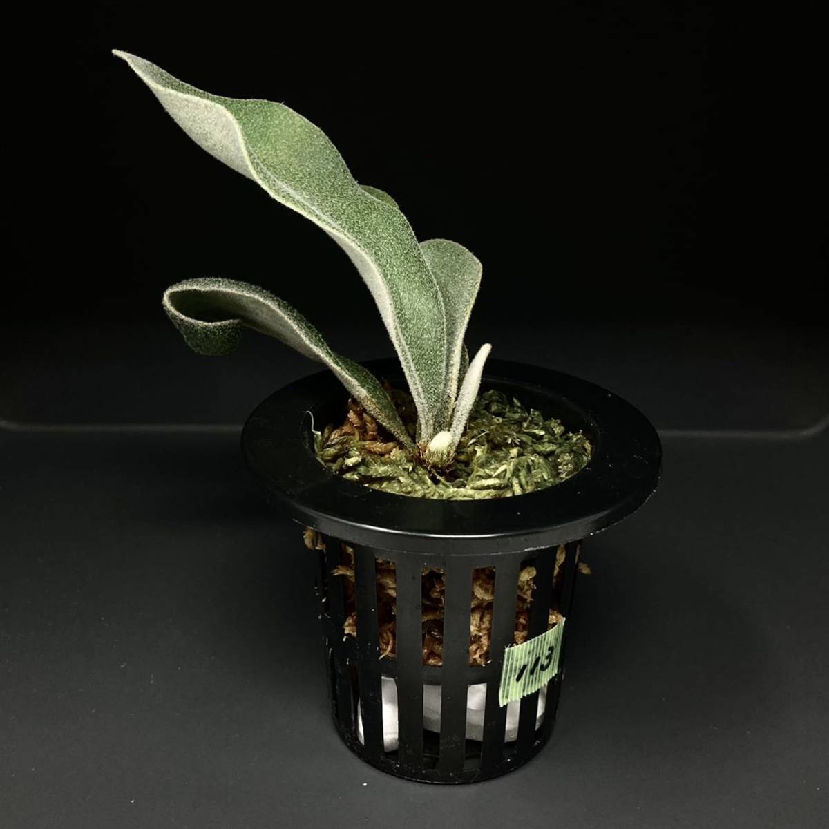 P. Willinckii Celso Tatsuta 【113】ウィリンキー セルソ タツタ 