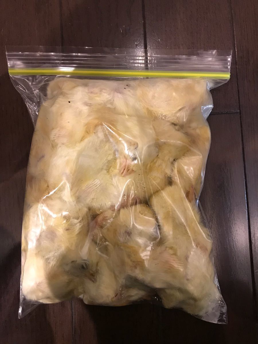 冷凍ヒヨコ450羽12300円まとめ買いが大変お得！爬虫類、猛禽類、古代魚