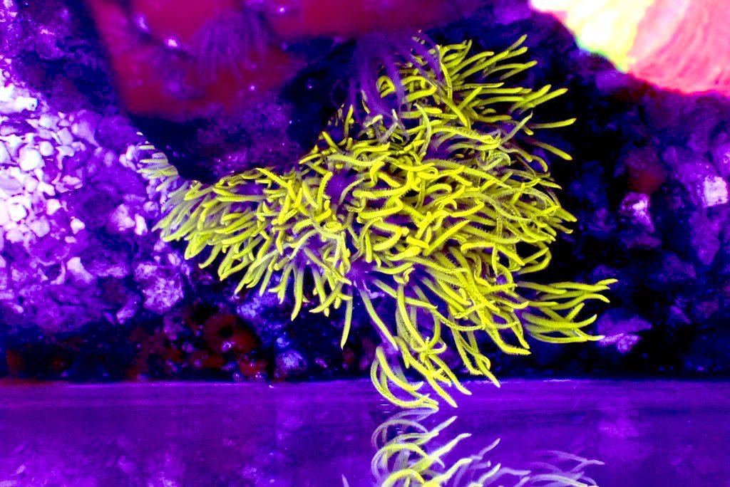 スターポリプの値段と価格推移は 227件の売買情報を集計したスターポリプの価格や価値の推移データを公開