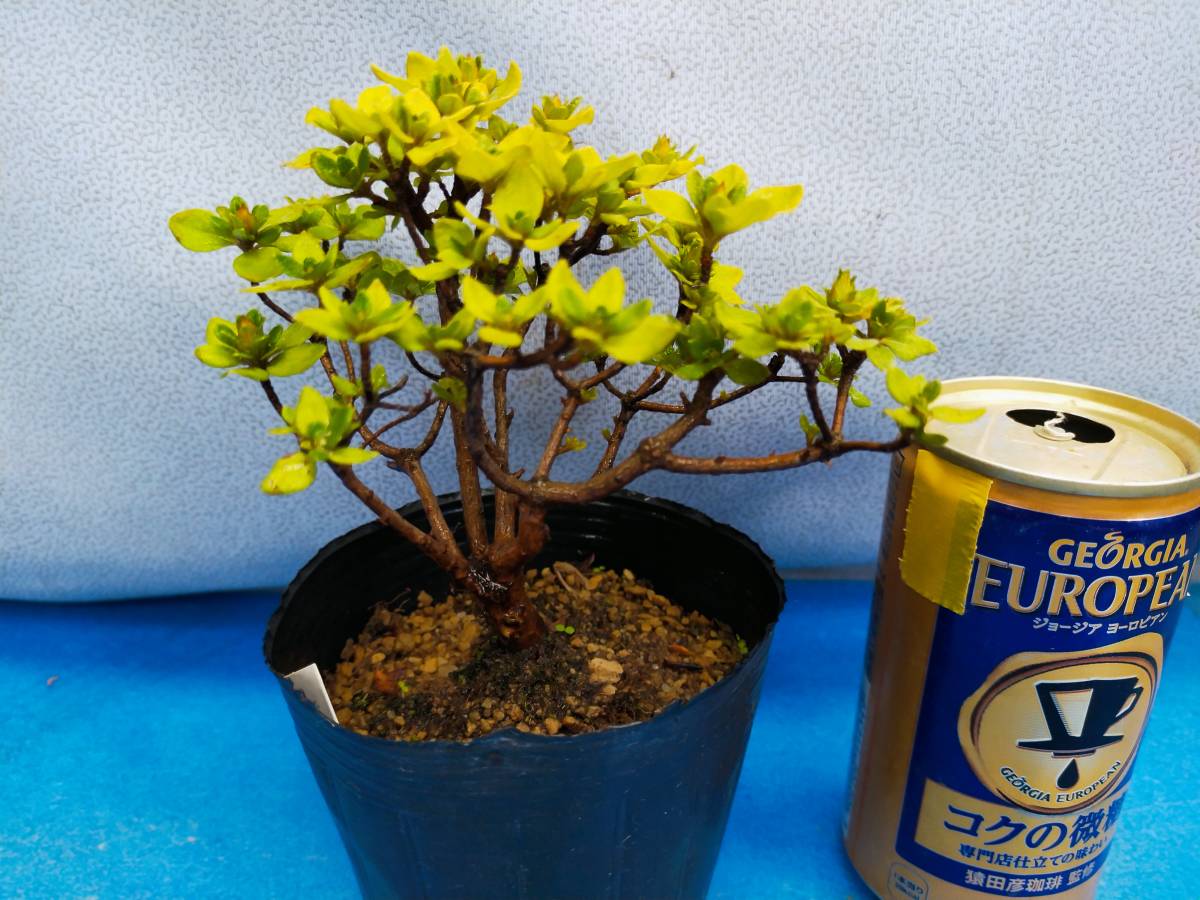 G1 白W咲ミヤマキリシマ 高山植物 山野草 盆栽 深山霧島ツツジ(盆栽)｜売買されたオークション情報、yahooの商品情報をアーカイブ公開 ...