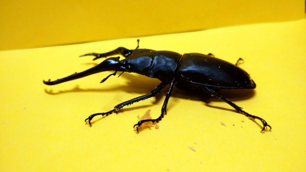 フローレス島産 ギラファ ギラファノコギリクワガタ くわかぶプラネット ギラファノコギリクワガタ(ケイスケ)ペア 106mm ギラファノコギリクワガタ（亜種ケイスケ）フローレス産 &frasl; | ギラファノコギリ（フローレス島）♂103㎜ペア・・・13 0 成虫ペア ペア インドネシア ギラファノコギリクワガタ(亜種ケイスケ) 6&frasl;28新着☆天然☆フローレス島産ギラファノコギリ亜種ケイスケ