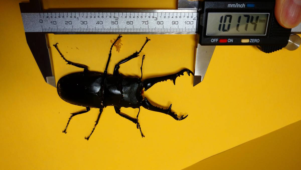 フローレス島産 ギラファ ギラファノコギリクワガタ くわかぶプラネット ギラファノコギリクワガタ(ケイスケ)ペア 106mm ギラファノコギリクワガタ（亜種ケイスケ）フローレス産 &frasl; | ギラファノコギリ（フローレス島）♂103㎜ペア・・・13 0 成虫ペア ペア インドネシア ギラファノコギリクワガタ(亜種ケイスケ) 6&frasl;28新着☆天然☆フローレス島産ギラファノコギリ亜種ケイスケ