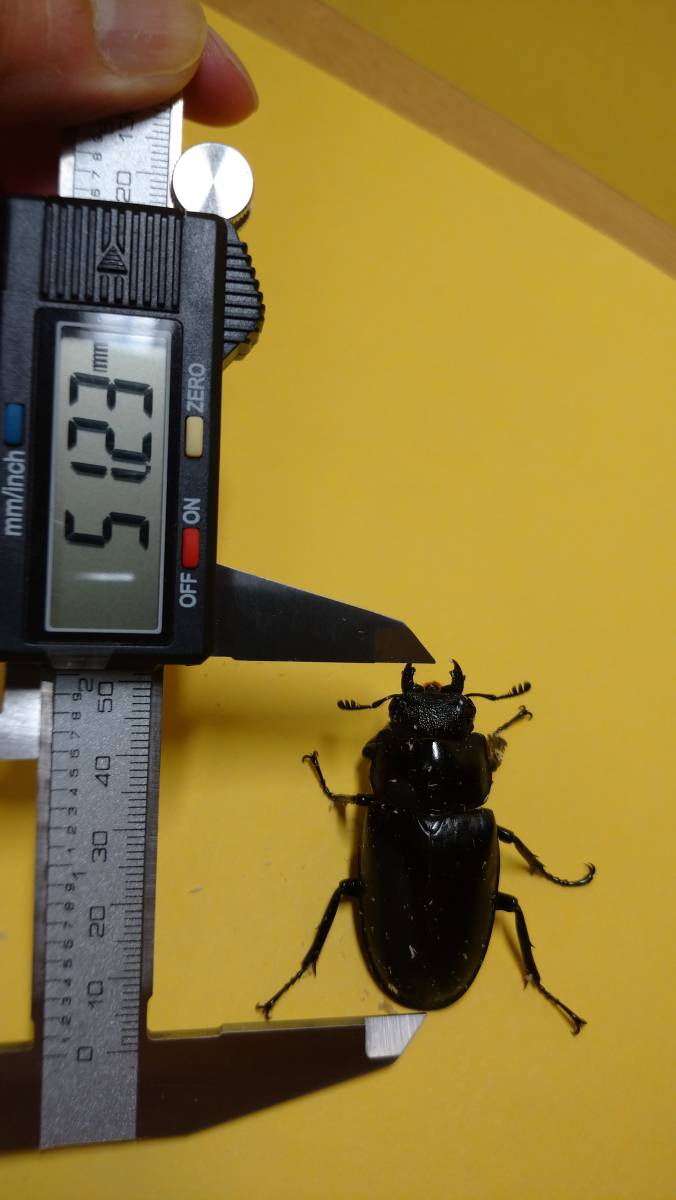 フローレス島産 ギラファ ギラファノコギリクワガタ くわかぶプラネット ギラファノコギリクワガタ(ケイスケ)ペア 106mm ギラファノコギリクワガタ（亜種ケイスケ）フローレス産 &frasl; | ギラファノコギリ（フローレス島）♂103㎜ペア・・・13 0 成虫ペア ペア インドネシア ギラファノコギリクワガタ(亜種ケイスケ) 6&frasl;28新着☆天然☆フローレス島産ギラファノコギリ亜種ケイスケ