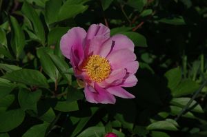 芍薬シャクヤクの値段と価格推移は 32件の売買情報を集計した芍薬シャクヤクの価格や価値の推移データを公開