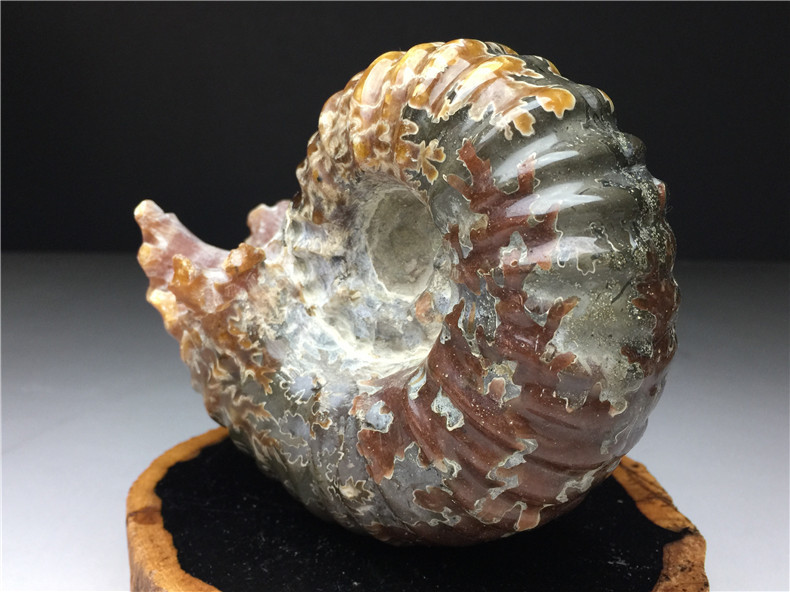 アンモナイト化石 珍しい石 原石 菊石 天然石 自然石 観賞石 盆石 置物 