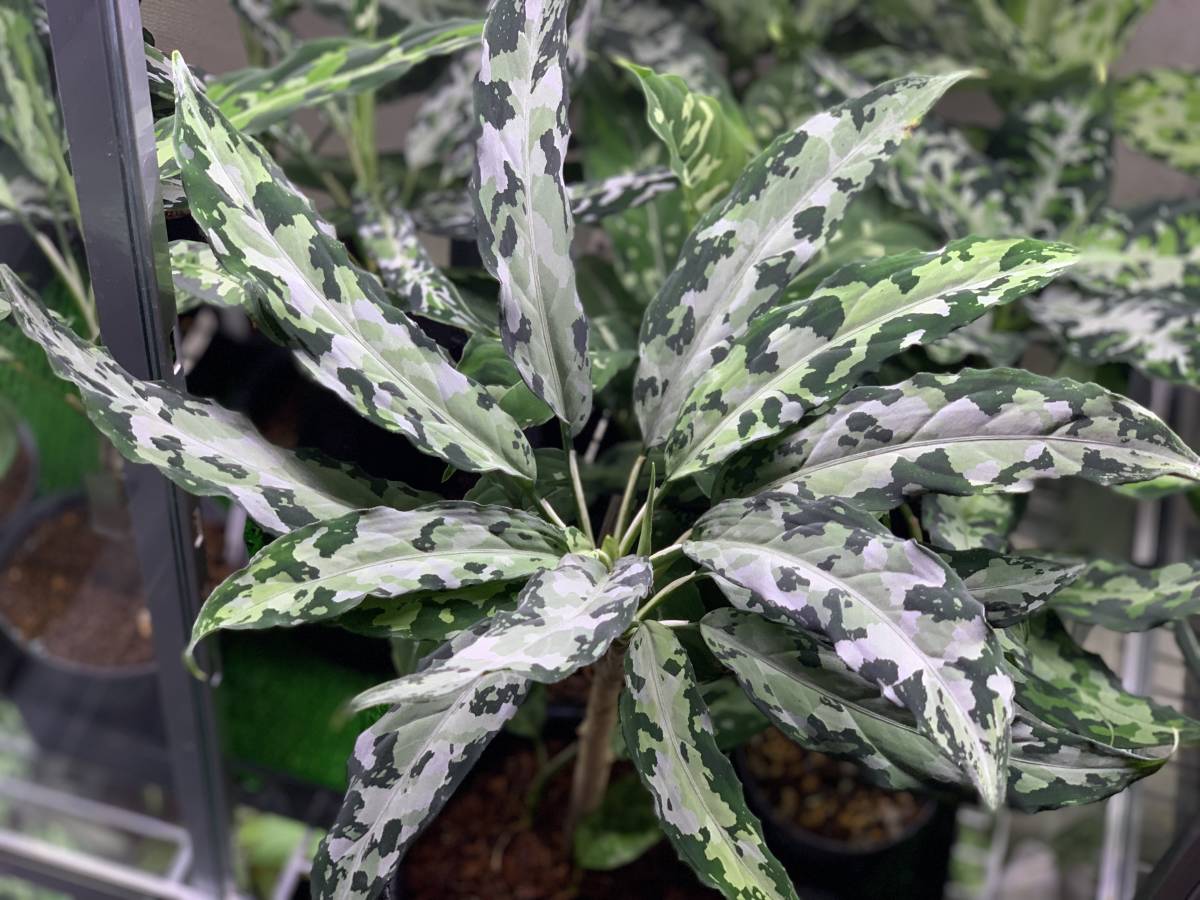 LA便ネームド アグラオネマ キャシーク Aglaonema pictum “kashyyyk