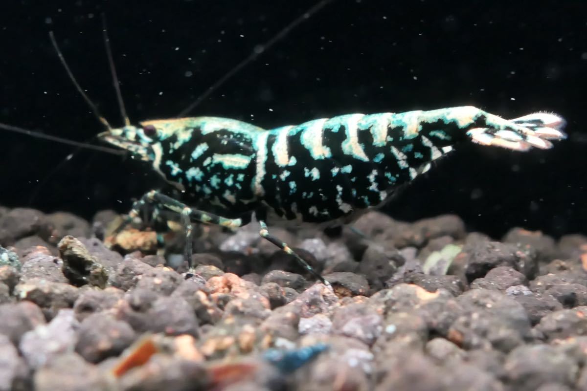 ブラックタイガーシュリンプ種親個体トリオ