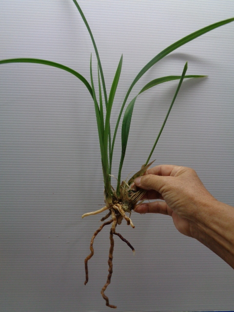 ●寒蘭　高知県四万十市大物川産（杯）　D-87