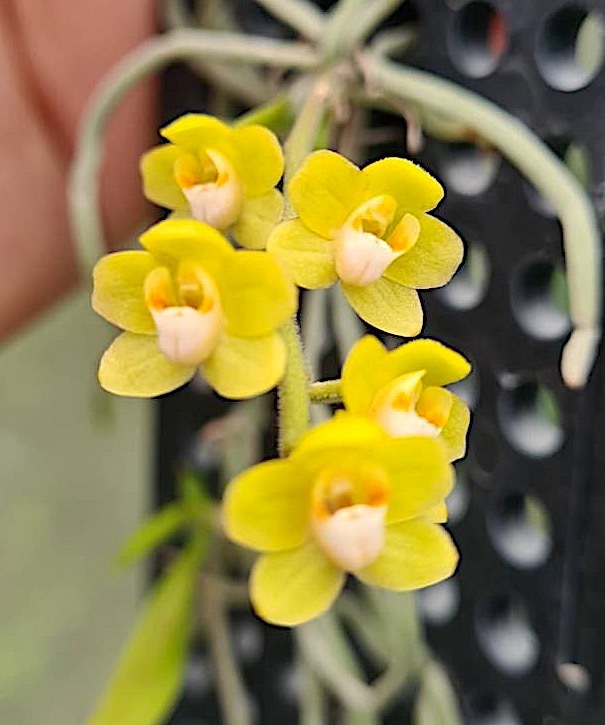 無葉蘭 洋蘭原種 Chiloschista - キロスキスタ | 葉の無い植物 無葉蘭